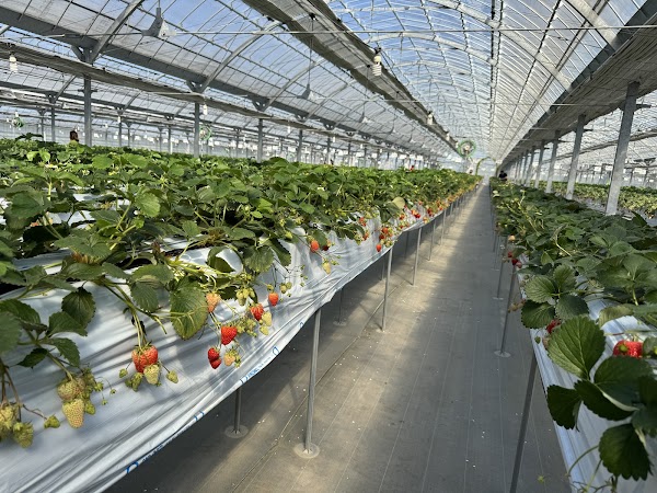 Uesugi Farm 5