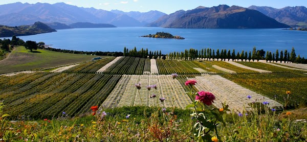 Rippon