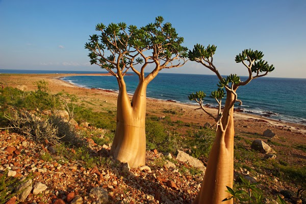 Socotra 1