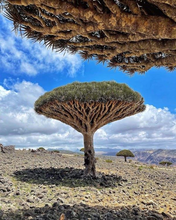 Socotra 5