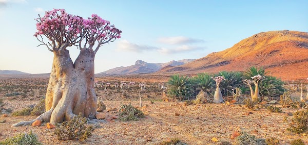 Socotra 3