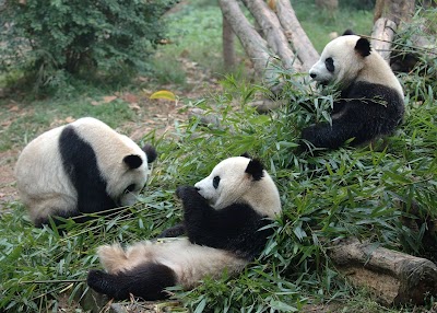 Chengdu Research Base of Giant Panda Breeding 1