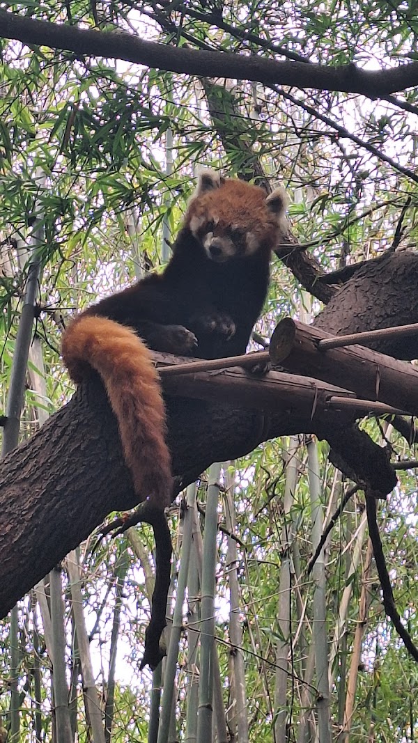 Chengdu Research Base of Giant Panda Breeding 4