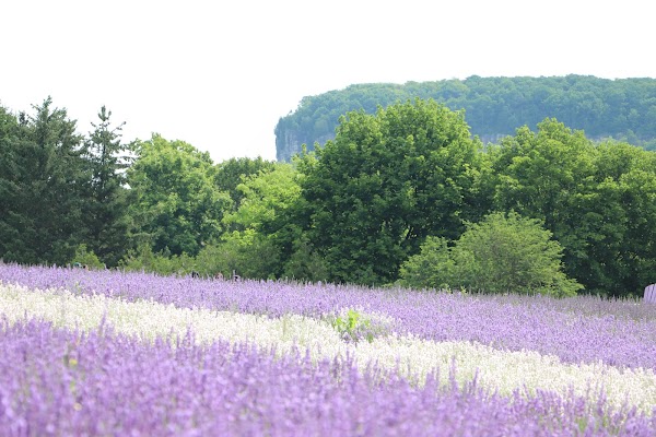 Kelso Lavender
