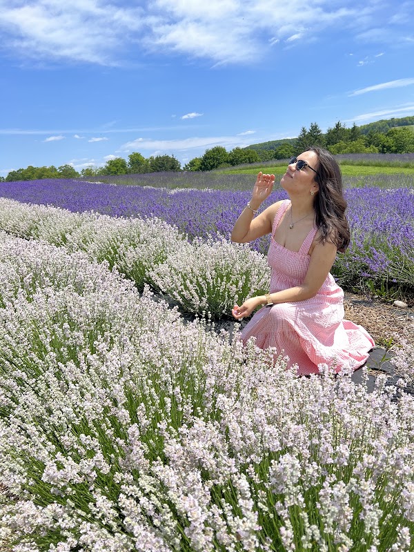 Kelso Lavender 5