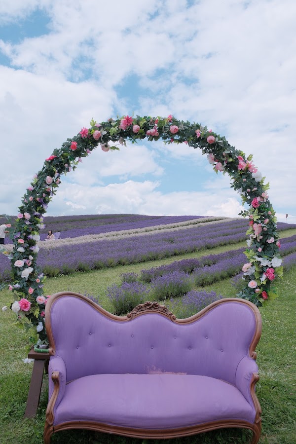 Kelso Lavender 4