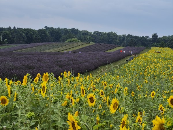 Kelso Lavender 3