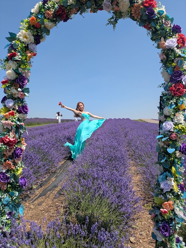 Kelso Lavender 2