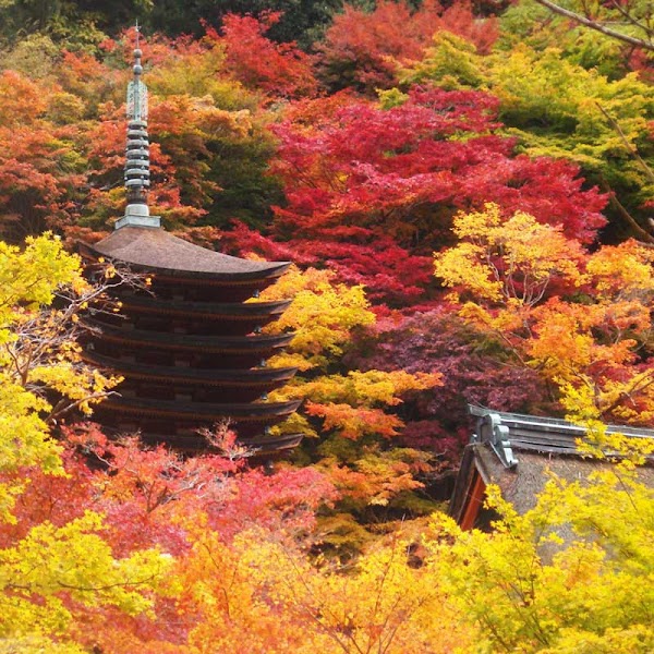 Tanzan Jinja 4