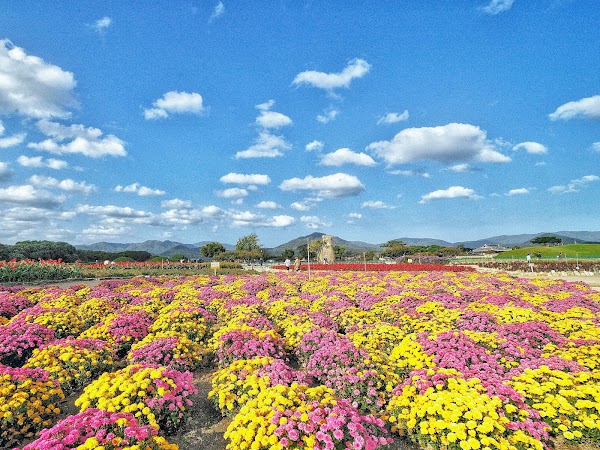 Cheomseongdae Pink Muhly 2