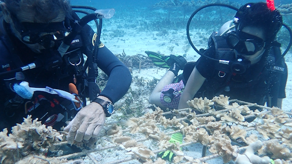 Cozumel Coral Reef Restoration Program 1