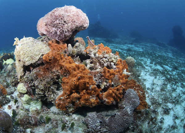 Cozumel Coral Reef Restoration Program 5