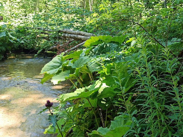 Biogradska gora National Park 4