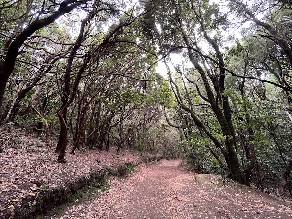 El Bosque de Los Enigmas