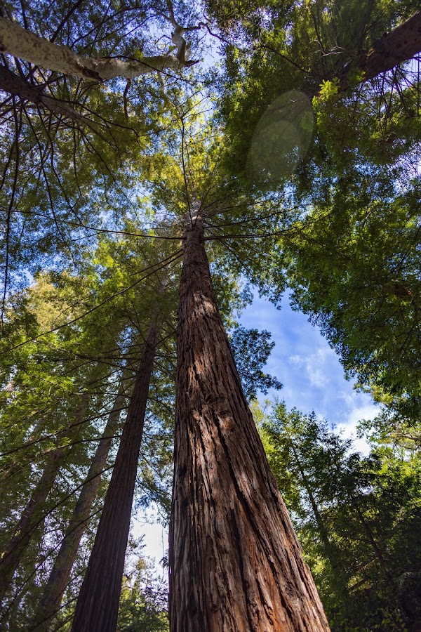 Santa Barbara Botanic Garden 4
