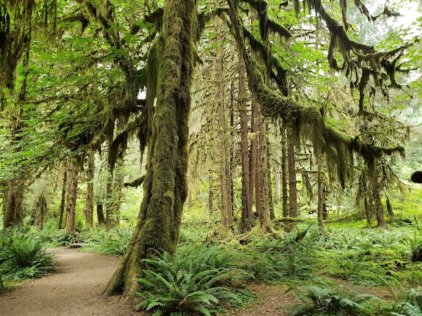 Hoh Rain Forest 5
