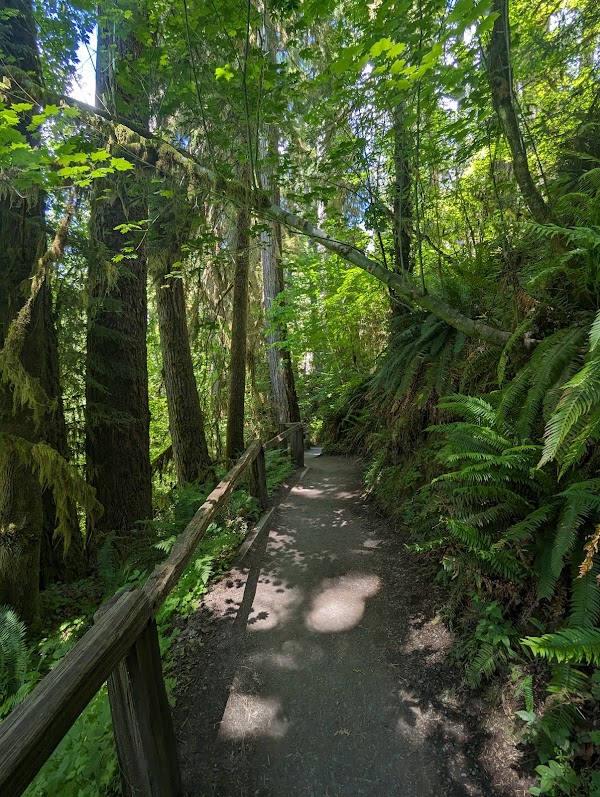 Hoh Rain Forest 4