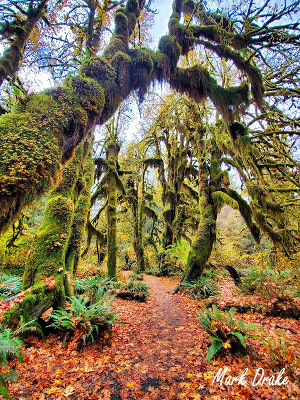 Hoh Rain Forest 2