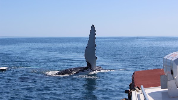 Hervey Bay Dive Centre 1