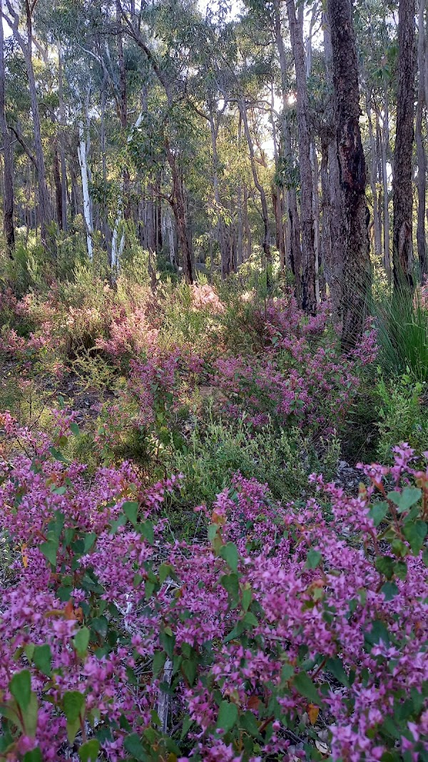 Kalamunda National Park 2