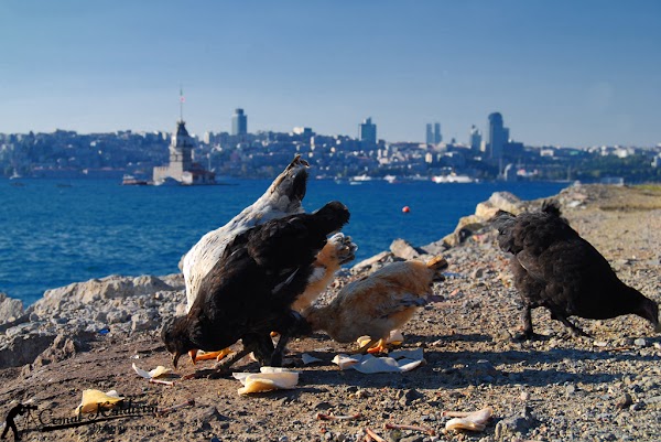 Üsküdar 4