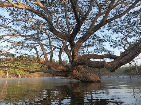 Rain tree in the middle of the lake 1