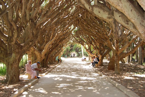 Botanical Garden Hamma 2