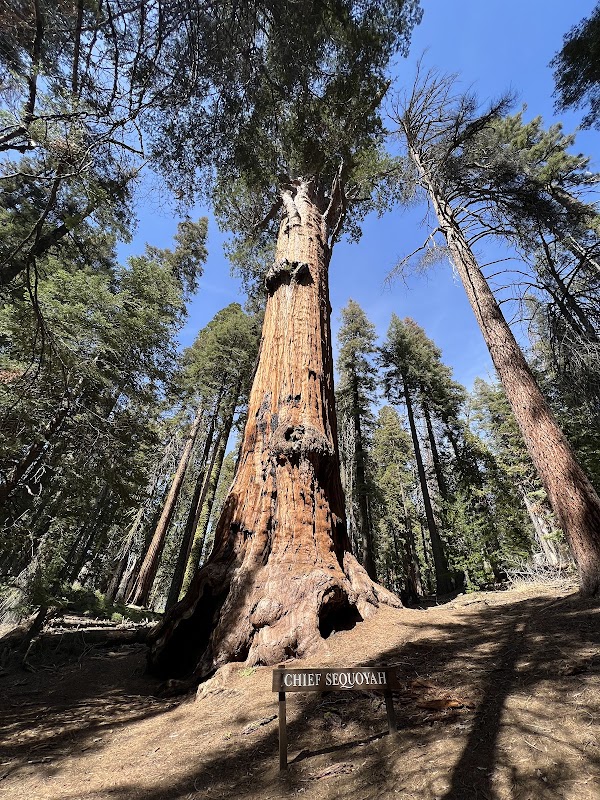 Chief Sequoyah Tree 1
