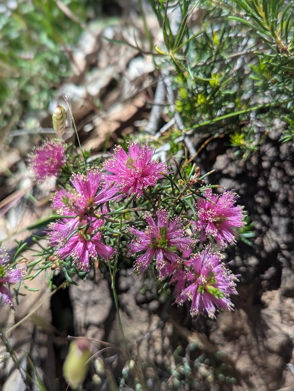 Ellis Brook Valley Reserve 2