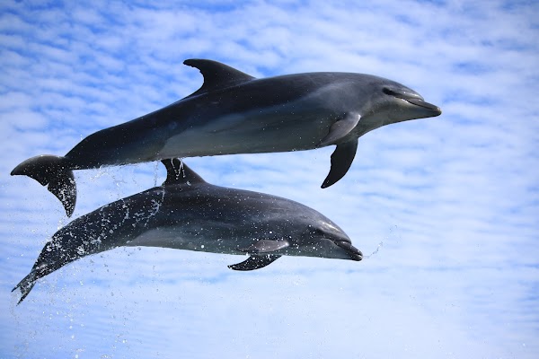 Sea Donut Aquarium