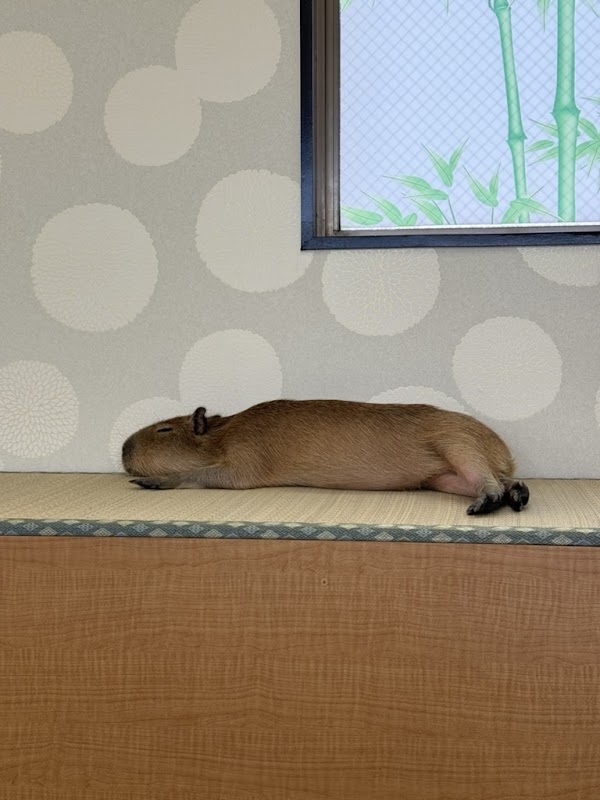 CAPPINESS Capybara Cafe