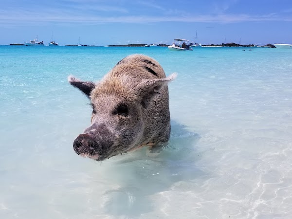 Pig Beach 5