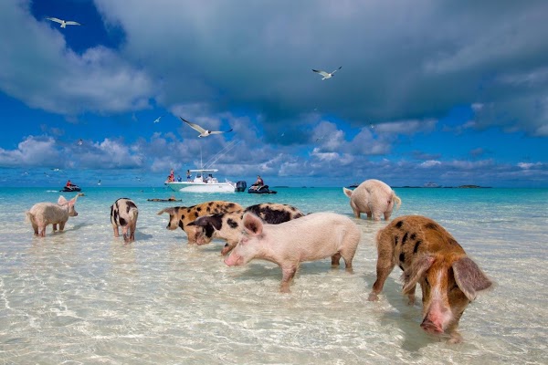Pig Beach 4