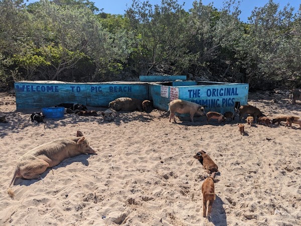 Pig Beach 2
