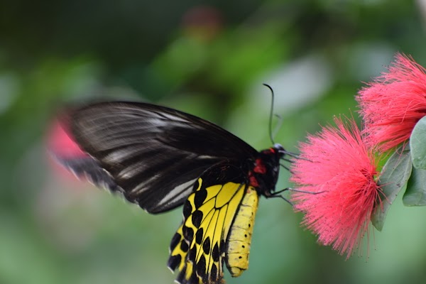 Kuala Lumpur Butterfly Park 4