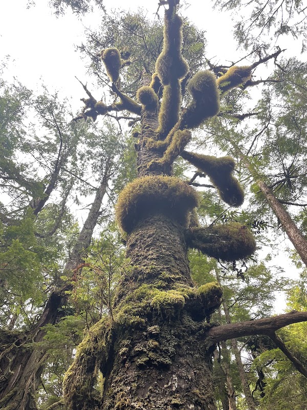 Ucluelet Lighthouse Loop 3