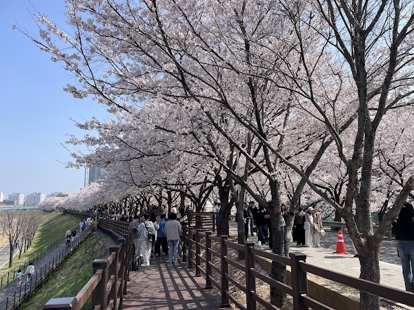 도림천 벚꽃길