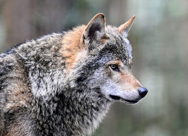 Highland Wildlife Park