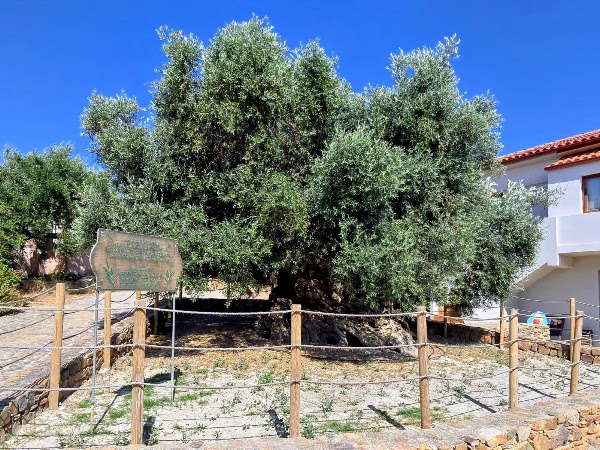Ancient Olive Tree of Vouves