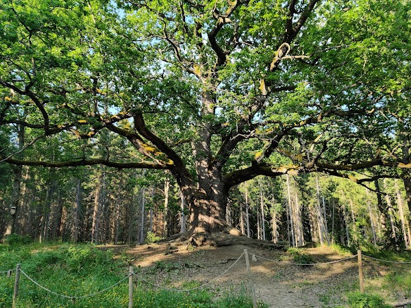 Paavola Oak Tree