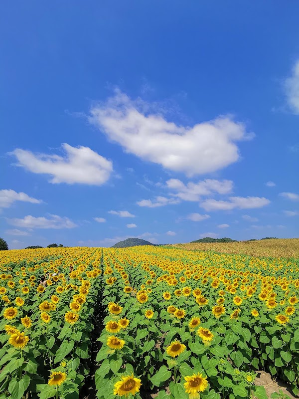 Sunflower field "Rai Manee Sorn" 1