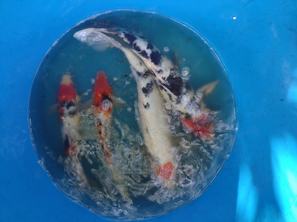 Bonsai Koi Ponds 1