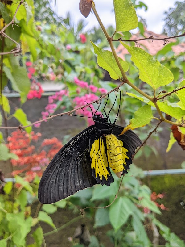 Kemenuh Butterfly Park, Bali