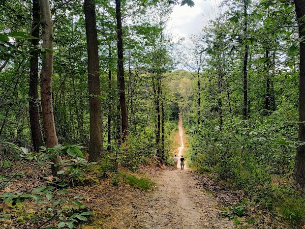 Forêt de Montmorency 1