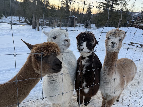 Tatrzańskie Mini Zoo