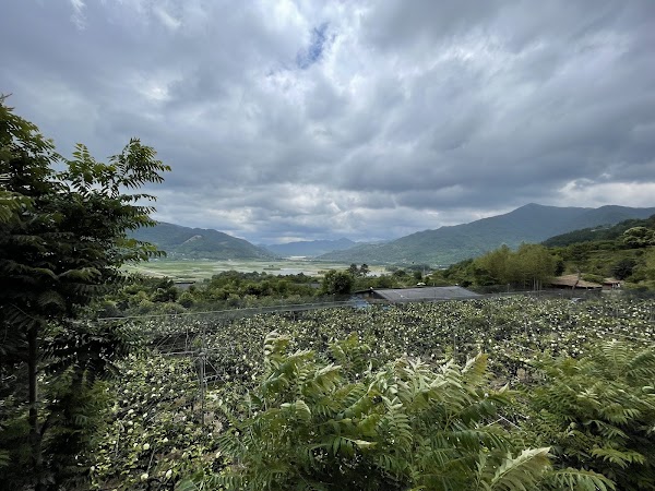 House of Choi Champan 2