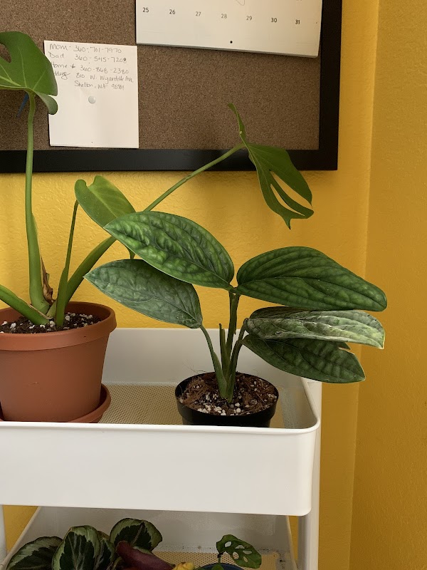 Send Nodes Plant Shop 3