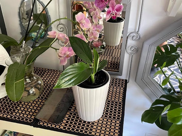 Send Nodes Plant Shop 2