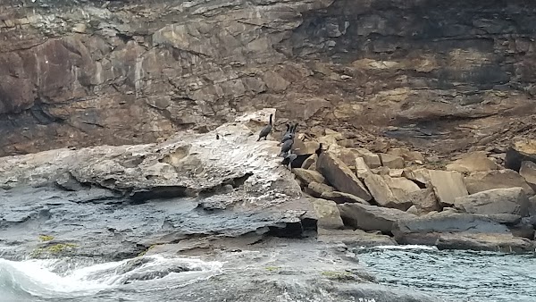 Bird Islands 5