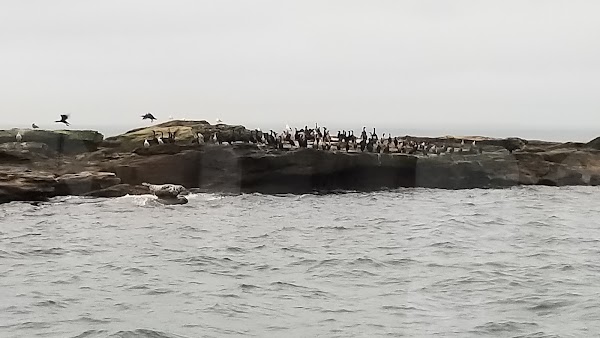 Bird Islands 3